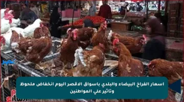 أسعار الفراخ البيضاء والبلدي بأسواق الأقصر اليوم أنخفاض ملحوظ وتأثير على المواطنين